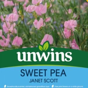Unwins Flower Sweet Pea Janet Scott - 21 Seeds