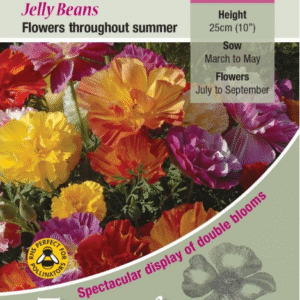 Kings Seeds Californian Poppy Eschscholtzia Jelly Beans 200 Seed