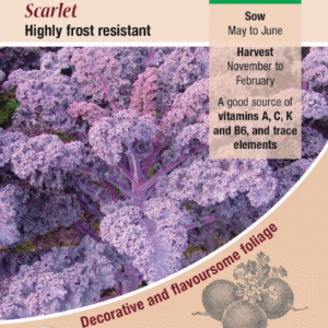 Kings Seeds Kale Scarlet 200 Seeds