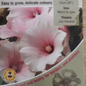 Kings Seeds Lavatera Dwarf Pink Blush 100 Seed