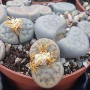 Lithops Marmorata Species Seeds