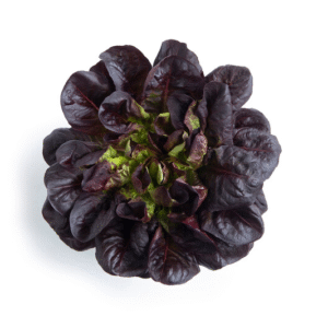 Lettuce Salanova Manet RZ (79-Ml2589) Untreated Seeds