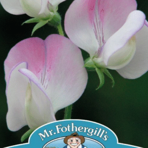 Mr Fothergills Sweet Pea Teresa Maureen 20 Seeds