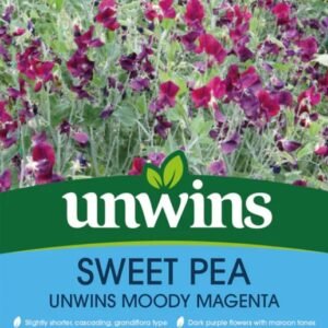 Unwins Flower Sweet Pea Unwins Moody Magenta - 21 Seeds