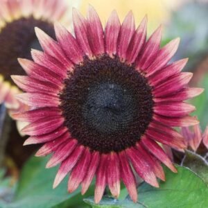 Sunflower Ms Mars Seeds