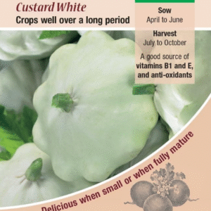 Kings Seeds Squash Patty Pan Custard White 25 Seeds