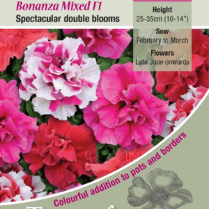 Kings Seeds Petunia Bonanza Mixed F1 - 100 Seed
