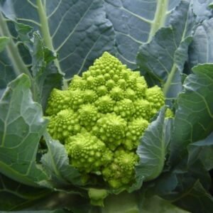 Cauliflower Romanesco Puntoverde RZ F1 Hybrid (26-858) Untreated Seeds