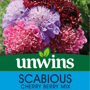 Unwins Scabiosa Cherry Berry Mix  50 Seeds
