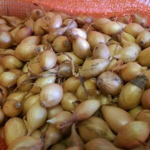 Onion Sets - Sturon