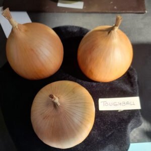 Onion Toughball F1 Hybrid Seeds