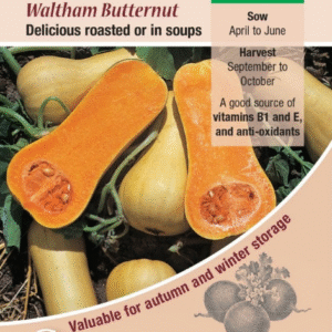 Kings Seeds Winter Squash Waltham Butternut 15 Seeds