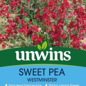 Unwins Flower Sweet Pea Westminster - 11 Seeds