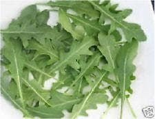 Salad Wild Rocket Diplotaxis Tenuifolia Seeds - Reduced due to short life