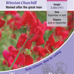 Kings Seeds Sweet Pea Winston Churchill 20 Seeds