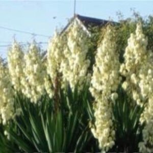 Yucca filamentosa Seeds